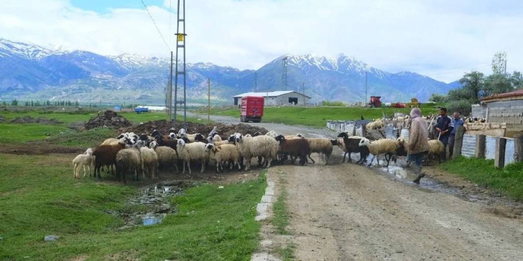 Meşhur tulum peyniri için mesai başlıyor! Üreticiler yüksek rakımlı yayla yolculuğuna hazır 3
